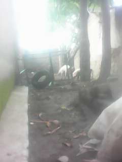 Last